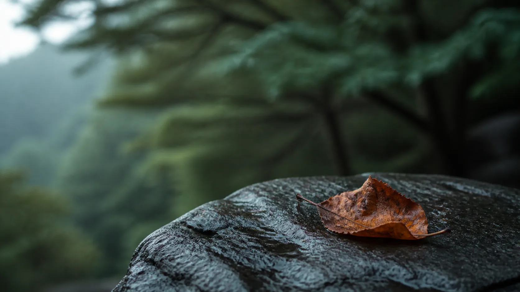 Single curled brown autumn leaf lying on wet dark stone, the surrounding tree still green and out of focus behind