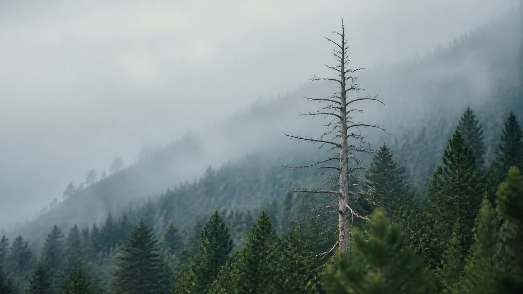 Single dead tree still standing among living pines on a misty hillside, bark grey and bare, cold morning fog