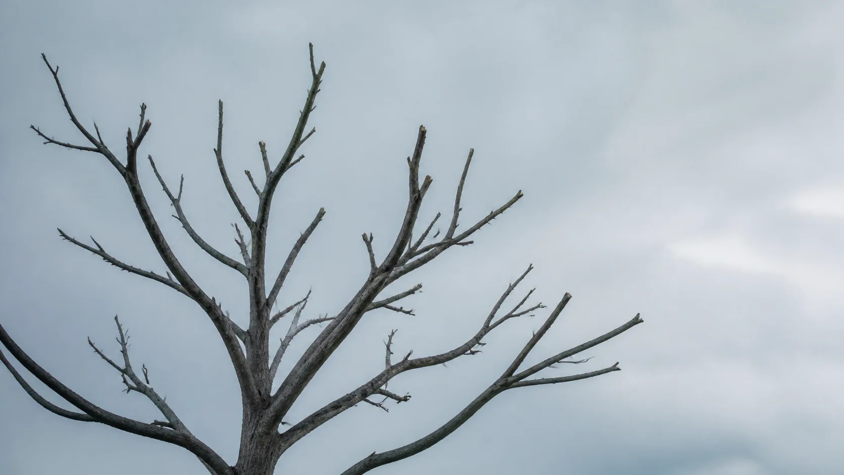 Bare winter tree seen against a pale sky, its finest outer twigs broken away, the main branches still standing