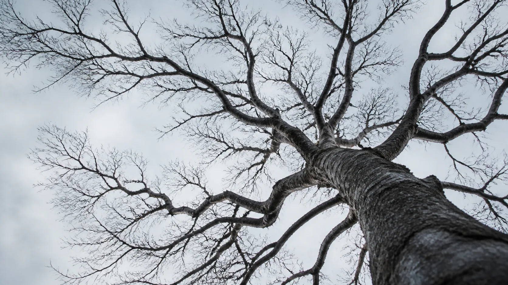 Branching bare tree photographed from directly below against a bright overcast sky